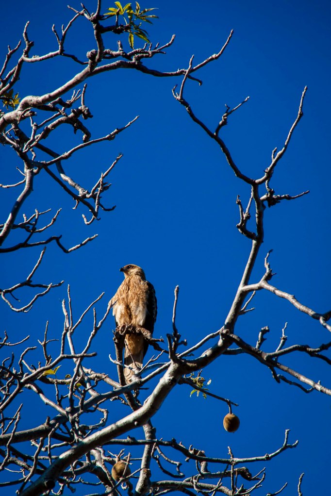 Bird of prey, in the twisted branches of a boab.