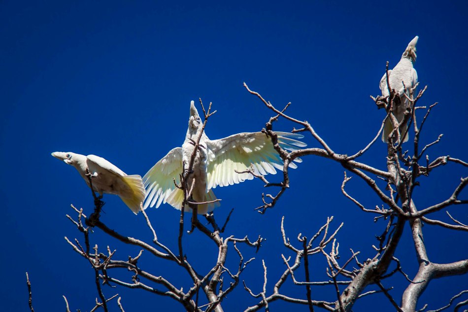 These little corellas were noisy companions in the tree top.