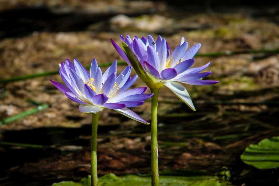 Water lilies in the upper gorge.